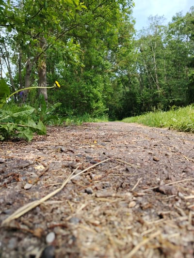 A low-angle shot captures a gravel path winding through a forest. The path is textured with small stones, dirt, and dried grass. To the left, large green leaves and a single yellow dandelion bloom are visible. The background is filled with lush green trees and foliage, with a bright sky peeking through the canopy. This scene is located in the city of Astrashitskagaradokski rural council, Belarus.