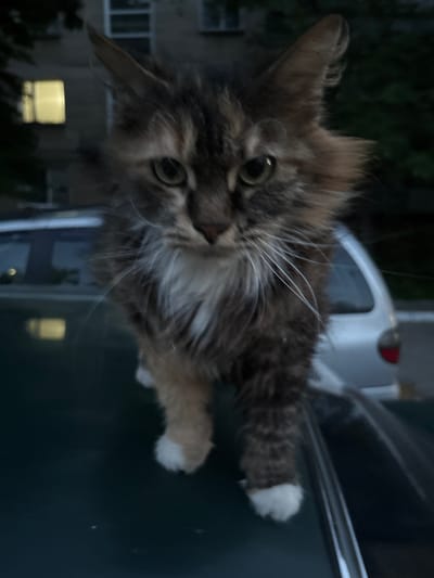 A long-haired tabby cat with green eyes and white paws is standing on the hood of a car in an outdoor urban setting. The cat is facing the camera, and its fur is a mix of brown, black, and orange. In the background, there is a building with lit windows, and trees. The image appears to have been taken at dusk or in low light conditions. The location is identified as Varnița, Moldova.
