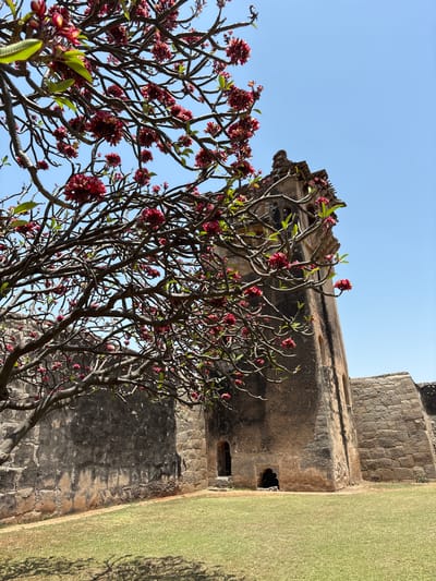 The image captures the Hazara Rama Temple in Kamalapura, India. The view is angled upwards towards the structure, partially obscured by a foreground of flowering trees with dark branches and red blossoms. The temple itself is constructed from stone, displaying visible wear and aging on its surface. It features small arched windows and a section of a green lawn is visible beside its base. The sky in the background is clear and blue.