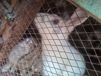 A white rabbit with dark markings is behind a wire mesh cage. The rabbit's head is turned to the side, showing its eye and ear. In the background, there appear to be more rabbits behind the cage. To the right of the white rabbit, there is a tan-colored surface with what looks like tools or metal objects. The wire mesh obscures some of the details. The overall lighting is a bit dim, giving the image a slightly grainy quality.