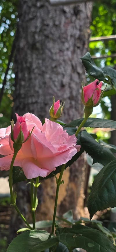 A close-up, vertical outdoor shot features several pink roses in varying stages of bloom, set against a blurred background in the city of Partizanin, Bulgaria. In the lower-center, a fully open, light pink rose displays numerous soft petals. To its left, two rosebuds with vibrant pink tips and green sepals extend upwards on thin green stems. To the right, another similar rosebud is prominent, hosting a small, dark insect on its tip. Dark green leaves with serrated edges are visible around the roses, providing a foreground and midground element. The background is significantly out of focus, dominated by the textured, greyish-brown bark of a large tree trunk. Blurred green foliage and distinct circular bokeh lights, indicating dappled sunlight, are visible in the upper-left and upper-right portions of the frame. A horizontal metallic railing is subtly present in the blurred mid-right background.