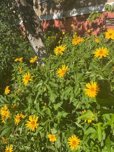 The image captures a sun-drenched scene with a cluster of bright yellow flowers, likely Jerusalem artichokes, in full bloom. The flowers are set against a backdrop of lush green foliage and a textured tree trunk, all illuminated by strong sunlight casting dappled shadows. In the background, a building with reddish-brown and white brickwork is visible. The overall impression is one of vibrant natural growth in an outdoor urban setting, possibly in the village of Bilenke, Ukraine, given the provided context. There are no people or discernible actions depicted, only the still beauty of the flora and the architecture.