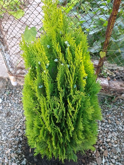 The image shows a close-up view of a bright green coniferous shrub, possibly a cypress or juniper, with its foliage densely packed and slightly drooping. Some small, light blue cones are visible scattered within the branches of the shrub. The shrub is positioned in an outdoor setting, with a chain-link fence running along the left side of the frame. The fence has a rusty, weathered appearance. Behind the fence, out-of-focus green foliage, likely from other plants or vines, is visible. The ground surrounding the shrub is covered with small, grey and brown pebbles, with dark soil visible in patches. The lighting suggests it is daytime, with the sun illuminating the shrub and casting soft shadows. There is no visible text in the image. The overall scene depicts a section of a garden or yard in Tenevo, Bulgaria.
