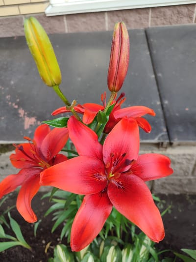 This is a close-up, eye-level, outdoor photograph of bright red lily flowers in bloom. Two buds are also visible, one a pale yellow-green and the other a reddish-pink. The flowers have delicate dark speckles on their petals. The lilies are positioned in the foreground, with blurred greenery and dark soil beneath them. In the background, a dark, textured surface, possibly a wall or a large piece of equipment, is visible, as well as a portion of a light-colored brick wall with a white window frame at the very top. The overall impression is of a garden or yard setting. The image does not contain any people or specific identifiable landmarks that would definitively place it in Bugry, Russia, or any other specific city.