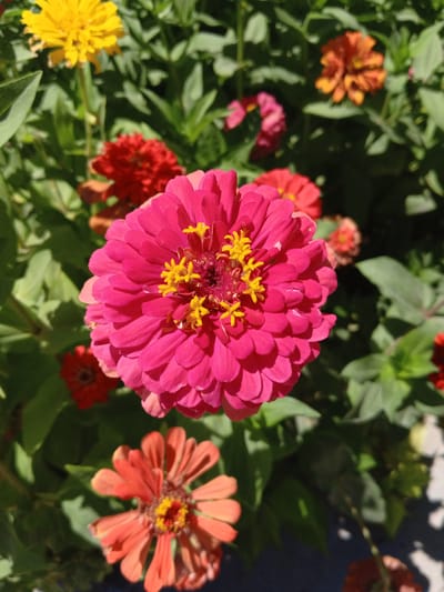 In an outdoor setting, likely a garden, a close-up shot focuses on a vibrant pink zinnia flower. The flower is in full bloom, with multiple layers of pink petals arranged in a circular pattern. The center of the flower features bright yellow stamens. Surrounding the main flower are other zinnias in various colors, including orange and yellow, and numerous green leaves, suggesting a lush, cultivated area. The background is slightly blurred, indicating a shallow depth of field that draws attention to the central pink bloom. The lighting suggests it is daytime, with shadows indicating a bright sun. The location is specified as Buyrak, Uzbekistan.