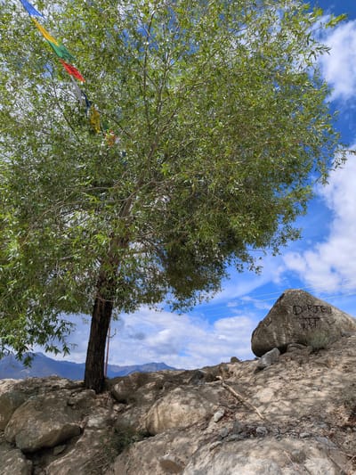 In Phyang, India, a tall tree with lush green leaves stands prominently on a rocky outcrop. Prayer flags in various colors, including blue, yellow, green, red, and white, are strung from one of its branches, fluttering in the breeze against a backdrop of a bright blue sky dotted with fluffy white clouds. To the right of the tree, a large boulder rests on the rocky terrain. This boulder has graffiti etched onto its surface. In the distance, a mountain range is visible, its peaks softened by the atmospheric haze. The foreground is dominated by the textured surface of the rocky ground, interspersed with smaller stones and scattered dry twigs. The scene appears to be an outdoor, natural setting.