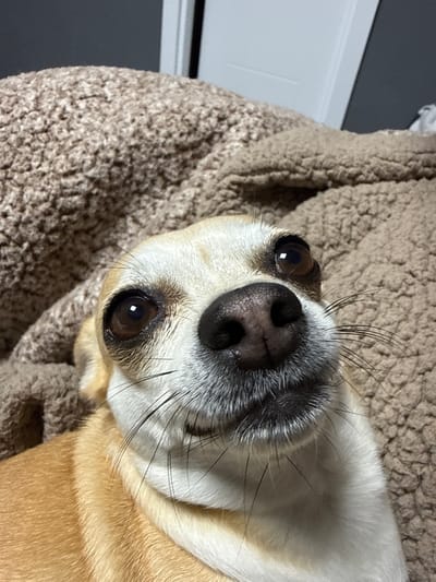 The scene, located in the city of Ralevo, Bulgaria, features a light-colored Chihuahua-type dog with tan and white fur, serving as the primary subject. The dog's head is tilted slightly, and it gazes upward and to its right with large, dark brown eyes, each reflecting a bright light source. Its black nose is prominent, and numerous dark whiskers extend from its muzzle. The dog's lower body, covered in light brown fur, is partially visible at the bottom left. It rests against a soft, textured, light brown blanket that occupies the majority of the background. Behind the blanket, a blurred, dark grey wall is visible on the left, contrasted by a blurred vertical white element, possibly a door frame, adjacent to a lighter wall area on the right.