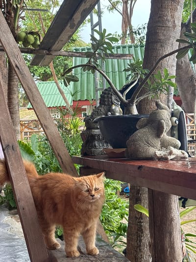 This image depicts an outdoor scene in Koh Phangan, Thailand, likely within a garden or patio area. The foreground features a medium-sized, long-haired orange cat with a somewhat wary expression, standing on a weathered wooden beam that appears damp. Its body faces left, while its head is turned towards the viewer. To the right, on a higher wooden shelf, are several decorative objects: a dark gray statue of a Buddha or guardian lion (likely a 'Singha' or 'Foo dog') on an ornate base, a dark potted plant with multiple stems and light green leaves (resembling a Desert Rose, *Adenium obesum*), and a light gray textured statue of a crouching elephant with its trunk raised. A small brown bowl is visible between the potted plant and the elephant statue.
Further back, partially obscured by the wooden structures, lush tropical vegetation is present, including the trunk of a palm tree and various green leafy plants. In the midground, several green coconuts are visible attached to a branch on the left. A building with a distinct green corrugated roof is visible in the background, surrounded by more trees and foliage, under what appears to be an overcast or hazy sky. The overall impression is a rustic, tropical environment with a mix of natural elements and decorative items.
