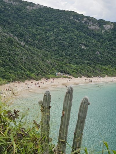 An elevated view captures the Prainhas do Pontal do Atalaia beach in Arraial do Cabo, Brazil, with a clear turquoise ocean and a densely forested hill under a partially cloudy sky. In the immediate foreground, three tall, segmented columnar cacti, characterized by prominent spines and sparse foliage, rise vertically, partially framing the scene. Behind them, the calm, light turquoise water of the bay shows surface ripples and sandy seafloor visible in shallower areas. A crescent-shaped, light-colored sandy beach extends along the base of a steep, green-covered hillside. Numerous individuals are scattered across the beach and in the shallow water. Some are lying on towels or blankets, while others stand or walk along the shore. Several colorful beach umbrellas, primarily blue and yellow, are erected on the sand. Near the back of the beach, at least one cluster of market-style tents or umbrellas is visible. In the water, individuals are swimming and wading. The background is dominated by a very steep hill densely covered in lush green vegetation, with some exposed rock faces visible higher up. The sky above is overcast with a mix of white and gray clouds.