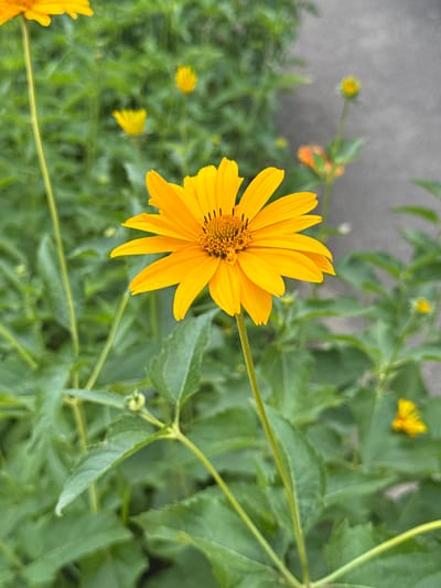 The image shows a close-up, top-down view of a bright yellow flower with many petals. The flower is in focus and its center is detailed with small, darker structures. A thin green stem extends from the flower and diagonally across the frame. The background is a blur of green leaves and foliage, suggesting a garden or natural outdoor setting. There are other out-of-focus yellow flowers and buds scattered throughout the background, indicating a cluster of similar plants. The lighting suggests it is daytime, possibly with soft sunlight, as there are no harsh shadows. The overall impression is one of natural beauty and a peaceful outdoor scene. The location context is Krasnovka, Russia, but there are no specific visual cues in the image to confirm this. There is no visible text in the image.