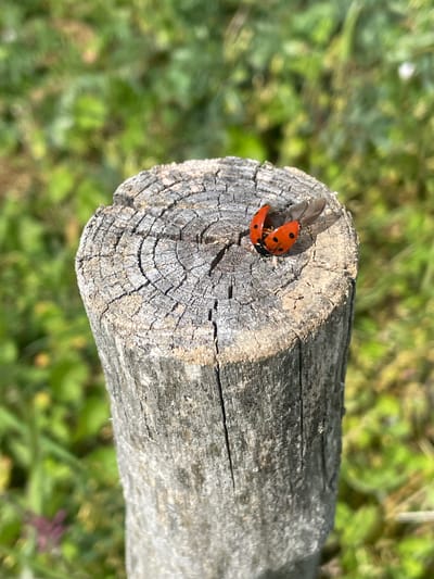 A close-up shot shows a ladybug taking flight from the end of a weathered, cylindrical piece of wood. The ladybug is red with black spots, and its wings are partially extended. The wood shows signs of age with cracks and visible tree rings on its cut end. The background is blurred, showing green vegetation. The location is Buhovtsi, Bulgaria.