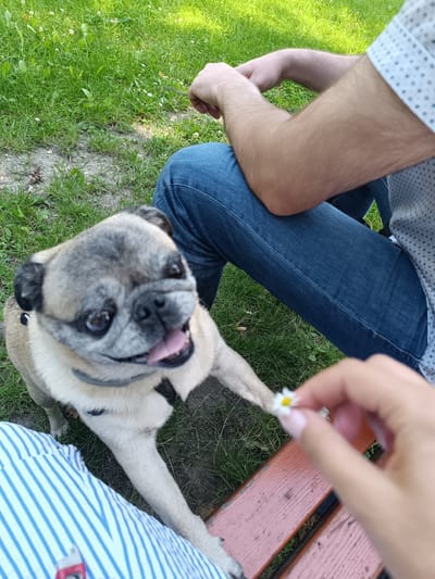 The image shows a pug dog interacting with a person holding a daisy. The dog is in the foreground, looking up with its mouth open and tongue out, appearing alert and possibly playful. A person's arm and leg, clad in blue jeans and a white dotted shirt, are visible in the background, suggesting they are seated. Another person's hand is in the immediate foreground, holding the small daisy near the dog's paw. They are sitting on a wooden bench outdoors, with green grass and some sparse white flowers in the background. The lighting indicates it is daytime. The specific location in Czekanów, Poland, cannot be determined from the visual information alone.