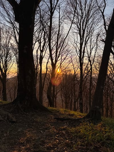 The image displays a deciduous forest scene at either sunrise or sunset, situated in Buriani, Georgia. The sun, a bright circular disc, is partially obscured by numerous bare tree branches, positioned slightly right of the frame's vertical midline, and generates a distinct circular lens flare to its immediate left. The sky exhibits a gradient from pale blue overhead to warm orange and yellow tones at the horizon. The foreground and mid-ground are dominated by dark, silhouetted tree trunks and branches, largely devoid of foliage. A prominent, thick-trunked tree with exposed roots occupies the lower-left quadrant. The forest floor slopes gently downwards, covered with scattered dry leaves and intermittent patches of green grass. No individuals, animals, or man-made objects are present.
