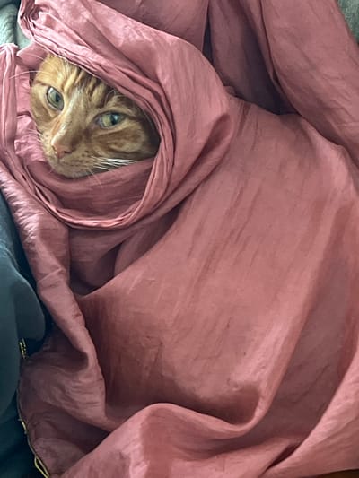 The image presents a close-up, vertical composition of an orange tabby domestic cat largely enveloped in a wrinkled, dull pink or mauve fabric. The cat's head, displaying ginger fur with lighter facial markings and prominent white whiskers, is positioned towards the left of the frame, with its alert, greenish-yellow eyes looking towards the viewer's left. The fabric, exhibiting a slight sheen and numerous folds, tightly encases the animal from the neck down, forming a cocoon-like arrangement. A darker, possibly blue-grey, textile is partially visible along the far left edge of the frame. The scene is evenly and softly lit. No specific visual markers are present within the image to identify a precise location within the city of Worthing, United Kingdom.