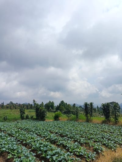 This image depicts an agricultural field located in Nam Sa Lat, Myanmar, under an overcast sky. The foreground features a cultivated plot of dark brown soil extensively planted with numerous small, green, leafy plants arranged in discernible rows, consistent with a vegetable crop such as cabbage or broccoli. Beyond the cultivated area, the midground transitions into a strip of unkempt green and brown vegetation, followed by a dense line of various trees and shrubs of varying heights and foliage densities. Several taller, slender trees with prominent green crowns are distributed within this midground vegetation. In the background, a range of low-lying hills or mountains is visible, partially obscured by atmospheric haze and the tree line. The sky above is largely covered by uniform grey, heavy clouds, indicating an overcast condition. No individuals, animals, or man-made structures are immediately observable within the scene.
