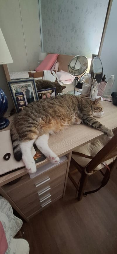A tabby cat is sleeping on a wooden desk. The cat is stretched out on its side, with its head resting on its paws. The desk is cluttered with various objects, including a picture frame, a lamp, and a mirror. In the background, a bed can be seen with pillows and blankets. The overall impression is one of a comfortable and lived-in space, likely a bedroom or study in a home in Aubagne, France.
