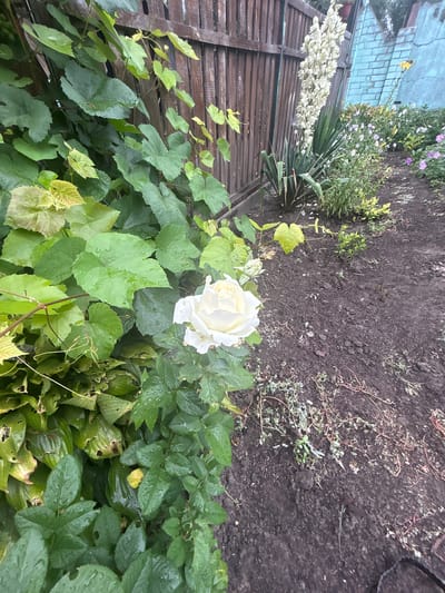 In the city of Terny, Ukraine, a photograph captures a garden scene with a wooden fence in the background. A single white rose, wet with dew or recent rain, is in full bloom in the foreground. Lush green vines with large leaves climb the fence to the left of the rose. To the right of the rose, a patch of dark soil is visible, with some low-lying plants and dried vegetation scattered across it. Further back, a tall stalk of white flowers, possibly yucca, stands prominently. Behind this, a blue brick wall is partially visible. The overall impression is one of a natural, somewhat unkempt garden, possibly after a rainfall.