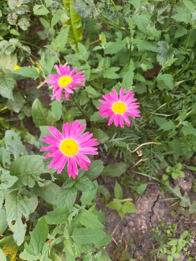 In Kalachevo, Russia, a vertical medium shot captures a patch of pink daisy-like flowers blooming amidst lush green foliage and dry, cracked earth. Three prominent pink flowers with bright yellow centers are the primary subjects, positioned in the lower half of the frame. The largest flower is in the foreground, slightly to the left, with its petals fanned out. To its upper right are two smaller flowers, one more in focus than the other. The background is a dense tangle of green leaves, some appearing slightly wilted or damaged, with glimpses of dry, brown soil between them. The lighting suggests an outdoor, daytime scene, possibly late afternoon, given the gentle illumination. No people or animals are visible in the image. The overall impression is one of natural growth in an urban or semi-urban garden setting.