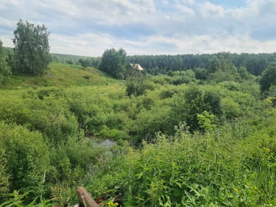 The image depicts a natural landscape with dense green vegetation under a cloudy sky. In the foreground, there is a variety of plants, including tall green stalks with spiky seed heads and broad-leafed plants, along with some yellow wildflowers and a fallen log. A narrow, dark body of water, possibly a stream or pond, is visible deeper in the vegetation. In the mid-ground, a small, light-colored wooden structure with a peaked roof is nestled amongst trees on a gentle slope. Further in the background, a dense forest stretches across the horizon, with rolling hills visible behind it. The overall impression is one of rural or natural scenery, likely in a temperate climate. The location is identified as Malaya Belonósova, Russia.