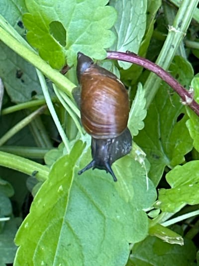 A brown snail with a dark gray foot is positioned on green leaves and stems. The snail's shell is coiled and glossy. The surrounding environment consists of lush green foliage with some stems exhibiting a reddish-purple hue. The scene appears to be an outdoor, natural setting, likely a garden or wooded area.