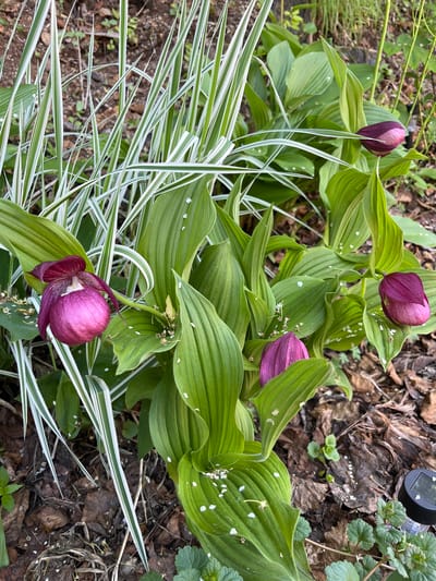 In Sovetskaya Gavan', Russia, a close-up, eye-level shot captures a cluster of purple lady slipper orchids in a natural outdoor setting. The orchids, with their distinctive pouch-like petals and delicate tendrils, are interspersed with tall, slender green leaves that have white stripes. The ground beneath is covered with fallen leaves and mulch. Small white specks, possibly pollen or tiny petals, are scattered across the leaves and the ground. The lighting suggests it is daytime, with soft shadows indicating an overcast or dappled light condition. The overall scene evokes a garden or woodland environment.