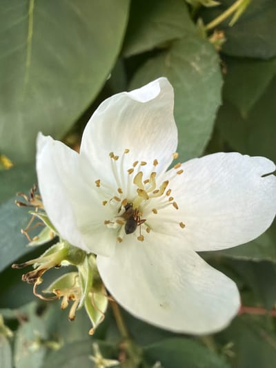 A close-up, high-angle shot focuses on a single white flower in bloom, likely in the city of Chomranice, Poland. The flower's delicate petals are slightly translucent, revealing the intricate details of its stamens and pistil. Nestled within the flower's center is a small, dark-colored insect, possibly a bee or wasp, engaged in what appears to be pollination. The background is a blur of lush green foliage, suggesting the flower is part of a larger plant in a garden or natural setting. The lighting is soft and natural, highlighting the textures and subtle colors of the flower and its visitor.