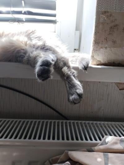 A fluffy, light-colored cat is partially visible, lying on a white windowsill. The cat's hind legs and paws are hanging over the edge of the windowsill. The paws are dark gray and furry, with visible claws on one paw. The cat's fur appears soft and thick, catching the sunlight.
The scene is set indoors, with a white radiator visible below the windowsill. A black cable runs horizontally across the background, against a textured wall. Sunlight streams in from above, casting shadows and highlighting the cat's fur and the texture of the blinds partially visible at the top of the image. The light suggests it is daytime, possibly morning or afternoon. The overall impression is one of a relaxed cat enjoying a sunbeam.
A portion of a tiled wall with visible stains is present to the right of the cat. Below the radiator, there's a folded piece of fabric with a striped pattern in shades of beige and gray. The setting appears to be domestic, with common household elements like blinds, a radiator, and a cable.