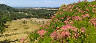 This is a wide-angle, eye-level outdoor shot of a hilly landscape on a sunny day. The foreground is dominated by a vibrant Mimosa tree with feathery pink flowers and lush green leaves, which extends from the right side of the frame and into the lower half. Beyond the Mimosa tree, the ground is covered in dry, yellow-brown grass. Scattered across the grassy slope are several small, young trees with green foliage. In the mid-ground, a field of low-lying plants, possibly lavender, with pale purple and blue hues, is visible. Further into the distance, the landscape transitions into rolling hills covered with dense green trees, predominantly olive trees, forming a textured carpet of varying shades of green. The horizon line reveals a flat plain with scattered buildings and agricultural fields, hinting at a rural or semi-rural area. The far distance shows the sea and a hazy coastline under a clear blue sky with a few scattered white clouds. The overall impression is one of a Mediterranean countryside in bloom. The location is identified as Πετράλωνα, Greece. There are no people or animals visible in the image.