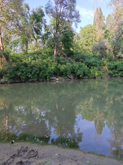 A wide, still river flows gently through a dense forest, its surface reflecting the lush green trees and clear blue sky above. The riverbank on the right is lined with an abundance of foliage, creating a natural barrier between the water and the dense woods beyond. The left bank is muddy and appears to be a natural embankment with some footprints visible. In the distance, the trees continue to form a thick canopy, suggesting a secluded natural setting. The scene appears to be located in San Cesario sul Panaro, Italy, a region known for its natural beauty and proximity to waterways.