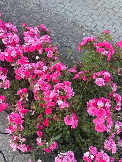 The image displays a close-up view of a densely packed bush of bright pink roses, situated next to a paved walkway. The walkway is composed of interlocking gray pavers, showing signs of wear and a light dusting of white residue. The roses are varied in their stage of bloom, with some buds and many fully opened flowers, showcasing multiple shades of pink, from vibrant fuchsia to softer pastel hues. The green foliage of the rose bush is abundant and lush, creating a backdrop for the flowers. The lighting suggests an outdoor setting, possibly during daytime. This scene is located in the city of Brugg, Switzerland.