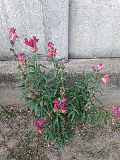 In Leușeni, Moldova, a cluster of snapdragon flowers, predominantly pink and orange, grows in dry, sandy soil against a grey, textured concrete wall. The flowers are on tall, green stalks with long, slender leaves. Some of the flower stalks have developing seed pods, indicating the plant is past its peak bloom. The environment appears to be outdoors, possibly a roadside or a neglected garden area, with sparse dry grass and scattered debris on the ground. There are no people or animals visible in the frame. The lighting suggests it is daytime, with no prominent shadows.