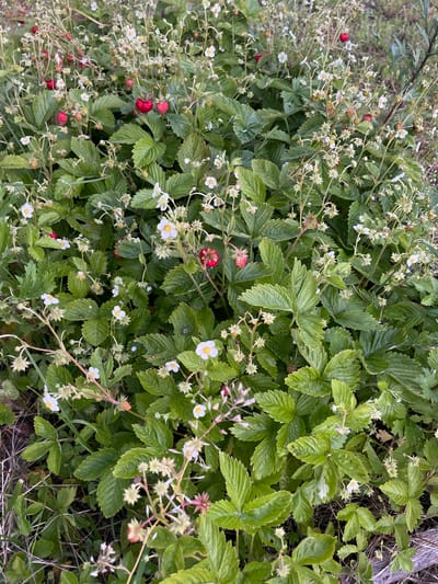 The image depicts a patch of wild strawberries growing in a natural environment, possibly in a garden or a field. The plants are lush with green, serrated leaves and are adorned with numerous small white flowers. Several red strawberries, some ripe and others still developing, are scattered among the foliage. The scene suggests a rural or semi-natural setting, consistent with the landscape around Izborsk, Russia, which is known for its historical significance and surrounding natural beauty. There are no people or animals visible in the image, and the focus is solely on the vegetation. The lighting appears to be natural, possibly overcast, casting a soft glow on the scene.