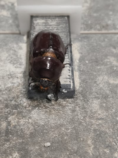 A deceased rhinoceros beetle lies on its back atop a rectangular, dark gray object that appears to be a fragment of a concrete or stone paving slab. The beetle is dark brown and glossy, with visible legs and mandibles. The surrounding surface is a textured, light gray material, possibly concrete or pavement, with scattered white debris. In the background, a portion of a white, rectangular object is visible, possibly a building feature or a manufactured item. There are no people present, and the scene appears to be outdoors in an urban or semi-urban environment, consistent with the location of Grinăuți, Moldova. The lighting suggests it is daytime.