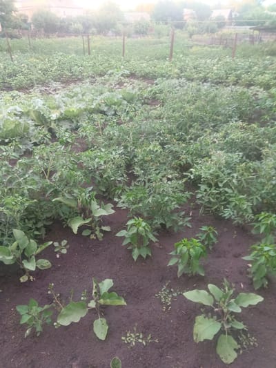 The image depicts a garden plot in Volokonovka, Russia. The garden is filled with various vegetables, including what appears to be cabbage, tomatoes, and eggplant. The plants are in different stages of growth, with some showing small fruits or flowers. The soil is dark and moist. In the background, there are fences and trees, with a few buildings visible in the distance, suggesting a rural or suburban setting. The overall impression is one of a well-tended vegetable garden.