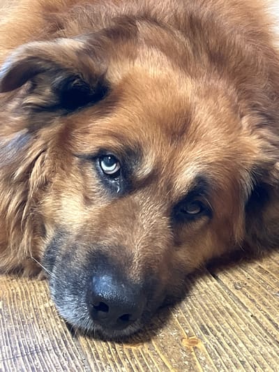 A close-up, eye-level shot shows a light brown dog with large, floppy ears lying on a wooden surface. The dog's head is turned to the right, with its right eye clearly visible and a slight reflection of light on its pupil. Its left eye is partially obscured by fur. The dog's nose is black and appears damp. The wooden surface has a visible grain and some discoloration, suggesting it may be weathered. The image appears to be taken indoors. There is no indication of the location being in Otyakovo, Russia.