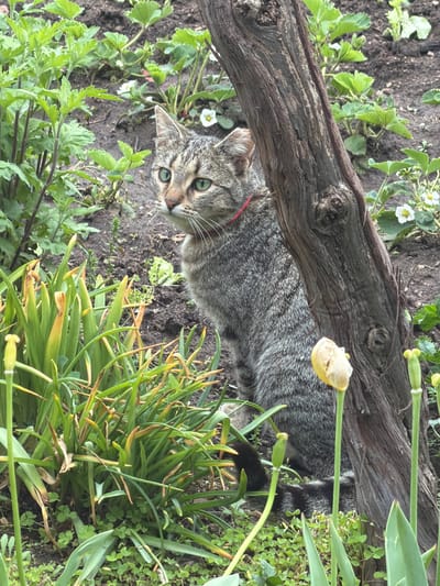 A tabby cat with striking green eyes and a red collar is captured in a garden setting in Debrashtitsa, Bulgaria. The cat is lying down, positioned to the right of a substantial, gnarled wooden log or branch, and is looking directly up towards the viewer with an alert expression. Its grey and brown striped fur is visible along its body, with a dark, ringed tail tucked behind the log on the right side of the frame.
The ground is dark, rich soil, typical of a garden. Surrounding the cat and log is an abundance of green foliage. Small green plants with delicate white flowers, likely strawberry plants, are visible to the left of the cat's head. On the right, taller, grass-like green leaves dominate the foreground, among which a closed, light yellow tulip bud can be seen emerging from its stem near the log. Another smaller, green bud is visible further back. The scene suggests a calm daytime setting with natural light, highlighting the textures of the cat's fur, the weathered wood, and the diverse plant life. There is no visible text in the image.