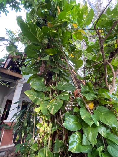 The image shows a close-up of a large, leafy vine growing around a tree trunk. The leaves are a vibrant green with some yellow variegation, and they are lush and abundant, creating a dense canopy. Sunlight filters through the leaves, casting dappled shadows. In the background, partially visible, is a portion of a building with a reddish-brown tiled roof and white pillars, suggesting a residential or public structure. The setting appears to be outdoors, possibly in a garden or courtyard, with hints of palm fronds visible through the foliage, indicative of a tropical or subtropical climate. The specific location in Karangkebagusan, Indonesia, is not directly evident from the visual cues alone. There are no people or animals visible in the frame.