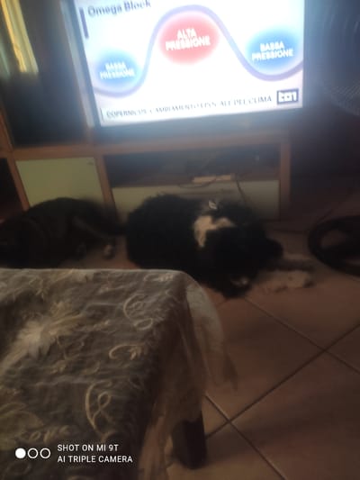 The image shows two dogs lying on the floor in front of a television. The television is displaying a weather graphic with text in Italian, including "OMEGA BLOCK", "ALTA PRESSIONE", and "BASSA PRESSIONE". The floor is tiled, and there is a table with a patterned tablecloth in the foreground. The room appears to be a living area. The text overlay in the bottom left corner indicates the photo was taken with a "SHOT ON MI 9T AI TRIPLE CAMERA."