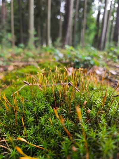 This is a close-up, low-angle shot of vibrant green moss and sporophytes in a forest setting. The moss is densely packed and appears healthy, with many thin, golden-brown sporophytes reaching upwards. The background is blurred, showing the trunks of trees and hints of green foliage, suggesting a wooded environment. There are no people or animals visible in the image. The scene is likely located in a forest within or near the city of Choceň, Czechia, given the context provided.