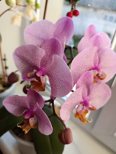 The image shows a close-up of a cluster of pink and purple speckled orchids in bloom. The flowers are delicate and have a spotted pattern on their petals. One orchid bloom is in the foreground, with several others partially visible behind it. A single, unopened orchid bud is also visible at the bottom left of the frame. The background is blurred, but appears to be an indoor setting, possibly near a window, with hints of green foliage from other plants and a white pot. There is a blurred background showing an outdoor environment with what appears to be a building and some greenery. The image does not contain any people or indicate any specific actions or interactions. The location is Pănășești, Moldova.