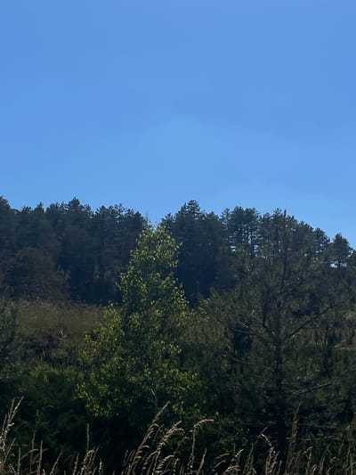 The image is a landscape photograph taken from a low angle, looking up at a dense forest of evergreen trees against a clear blue sky. The trees are tall and their branches create a textured canopy. Some of the trees are darker, suggesting older growth, while others have a brighter green hue, possibly representing younger or deciduous trees interspersed within the evergreens. The foliage is lush and appears to be in full bloom, indicating a warm season, likely spring or summer. The light suggests it is daytime, with the sun casting shadows and illuminating parts of the leaves. The overall scene is one of natural beauty and tranquility, with the vastness of the forest and the expansive sky creating a sense of peacefulness. There are no people or man-made objects visible in the frame, emphasizing the wild and untouched nature of the environment. The image appears to have been taken in the Cajetina Municipality, Serbia, a region known for its forested hills and natural landscapes.