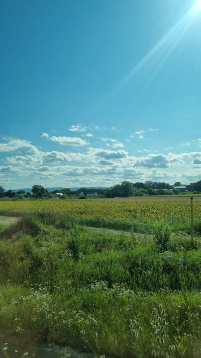 The image depicts a scenic view of a sunflower field under a bright blue sky with scattered white clouds. The sun is visible in the upper right corner, casting rays of light. In the foreground, there is a field of tall green grass with some small white flowers. A dirt path winds through the grass. In the middle ground, a vast field of yellow sunflowers stretches towards a treeline. Behind the sunflowers, several buildings, possibly houses or farm structures, are visible amongst the trees. The distant background features rolling hills. The scene is indicative of a rural landscape, likely in the summer. This scene is located in Rădăuți, Romania.