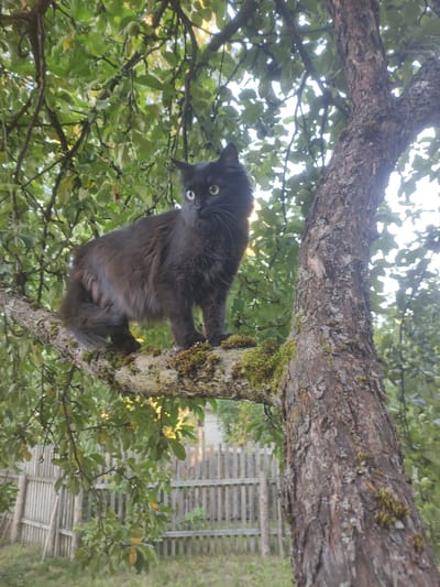 A black, long-haired cat is perched on a moss-covered branch of a tree. The cat is facing to the left, with its body slightly turned towards the viewer. Its green eyes are open, and its ears are perked. The tree has rough bark and is surrounded by lush green foliage. In the background, a weathered wooden fence is visible, suggesting a rural or semi-rural setting. The lighting indicates it is daytime, possibly late afternoon, with sunlight filtering through the leaves. The overall scene is natural and serene.
