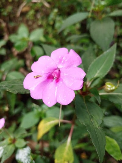 A close-up, vertical shot depicts a single bright pink flower, likely an Impatiens, covered in numerous small water droplets, indicating recent precipitation. The flower features five prominent petals with a darker pink center. Resting on the upper left petal is a small, horizontally oriented insect, yellowish-brown with dark spotting. The background consists of dense, out-of-focus green foliage, with some leaves showing slight yellowing. A small, light green bud or seed pod is visible on a stem to the right of the main flower. The scene is located in the city of Silvino Lobos, Philippines.