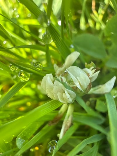 A close-up shot captures dew drops on blades of bright green grass surrounding a cluster of small, pale white flowers. The flowers appear delicate, with some petals slightly unfurled. The dew drops are spherical and reflect the surrounding greenery and sunlight, creating small, bright circles of light. The background is a blur of more green foliage, suggesting a natural, outdoor setting. The scene is illuminated by natural sunlight, casting a warm glow. No people are present in the image, and no specific location in Baryshevo, Russia can be determined from the visual information provided.