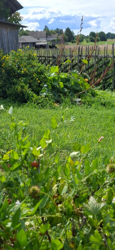 In Angla, Estonia, a close-up shot captures a lush green garden in the foreground, dominated by vibrant foliage and the stalks of plants, some bearing small red berries and spiky seed pods. Beyond the garden, a weathered wooden fence, constructed from roughly hewn logs, stretches across the scene. In the mid-ground, a thicket of bright yellow flowers bursts with color, contrasting with the darker green leaves of larger plants, possibly rhubarb. Behind the fence, a collection of rustic, aged buildings with tiled roofs are nestled amongst trees, indicative of a traditional rural setting. The background reveals a field, likely farmland, and a distant tree line under a sky filled with fluffy white clouds.