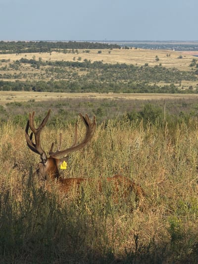 A large male deer with impressive antlers stands in tall, dry grass. A yellow tag with the number "444" is visible on its left ear. The deer is positioned in the foreground, with its head and upper body clearly visible. The background features a vast, open landscape with rolling hills, sparse vegetation, and a clear blue sky. The terrain appears dry and arid, suggesting a natural, uncultivated environment. The overall scene depicts wildlife in its natural habitat. The location is the city of Gornyi Balyklei, Russia.