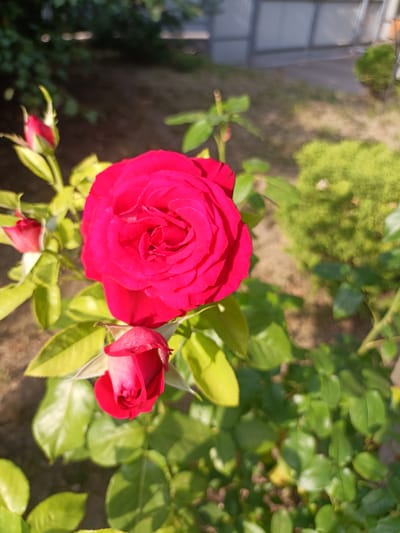 The image shows a close-up of a vibrant red rose in bloom, with several rosebuds and green leaves surrounding it. The rose is the central subject, with its petals unfurling in intricate layers. In the background, a blurry green bush and a fence are visible. The lighting suggests it is daytime, with sunlight casting shadows and highlighting the texture of the rose petals and leaves. The setting appears to be a garden or a yard, possibly in a residential area. The image does not contain any people or specific details that would indicate its exact location within Horokhiv, Ukraine, beyond it being an outdoor scene.