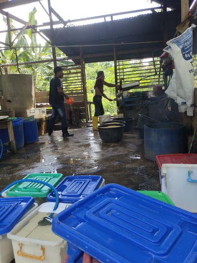 The image depicts an outdoor processing area, likely a food production facility, located in a tropical environment. The scene is wet and appears to be outdoors with a corrugated metal roof supported by wooden beams. In the background, lush green vegetation and banana trees are visible, suggesting a rural or semi-rural setting near Mesjidpirak, Indonesia.
Two individuals are present. One, wearing a black t-shirt and jeans, is standing with an orange bucket, pouring water onto the wet, concrete floor. He is wearing black boots. Another individual, wearing a red t-shirt and dark pants, is seen from the side in the background, operating machinery. He is wearing yellow boots.
Various containers are scattered throughout the area. Large blue barrels are prominent, some appearing to hold liquids or materials. Several dark, round tubs are filled with light-colored granular material, possibly grains or seeds. In the foreground, a collection of plastic containers, some blue and green with lids, and a white container with yellow handles, are filled with a pale yellow substance, likely tofu cubes submerged in liquid, with a blue hose running through one of them. A large white bag with blue lettering is hanging on the right side of the frame. The overall impression is one of active production in a somewhat rudimentary and wet environment.