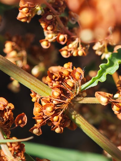 The image displays a close-up, macro photograph of dried seed pods and a portion of a stem from a plant, likely a dock plant, with a serrated green leaf visible in the upper right quadrant. The seed pods are a reddish-brown color and are clustered along the stem. Some of the seed pods appear to be open, revealing small, pale seeds within. The stem is green and ribbed, running diagonally across the frame from the lower left to the upper right. The background is dark and out of focus, suggesting a natural setting. There are no people, animals, or man-made objects present in the image. The lighting suggests it was taken outdoors in daylight, with the sun creating highlights on the seed pods and stem. The image does not provide any specific geographical indicators that would allow for identification of the location within Hofgeismar, Germany.